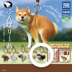 チワワふんばり