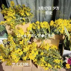 ❁3/17 16時剪定❁フレッシュミモザ❁パールアカシア❁サイズ100❁②