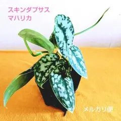 2026年最新】スキンダプサスの人気アイテム - メルカリ