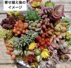 多肉植物　カット苗　30種　詰め合わせ