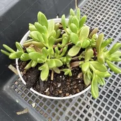 smile...様 リクエスト 3点 まとめ商品