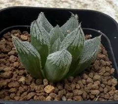 リック様 リクエスト 4点 まとめ商品