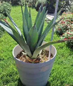 アガベ アメリカーナ オアハカセンシス まとめ売り アガベアメリカーナオアハカセンシス入荷しました。アガベの