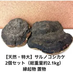 天然サルノコシカケ 1kg以上 3点セット 合計 天然サルノコシカケ 1kg以上 3点セット 合計 - メルカリ