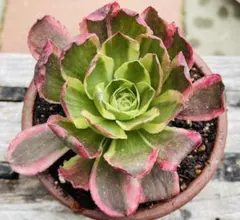 1 フリル出てきました 氷珠玉露 多肉植物 アエオニウム 抜き苗 - メルカリ