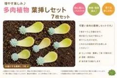 多肉植物 葉挿しセット 7枚セットのサムネイル