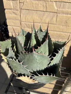 2025年最新】アガベ パラサナ錦の人気アイテム - メルカリ