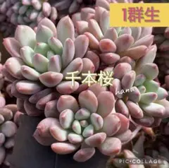 2026年最新】エケベリア の人気アイテム - メルカリ