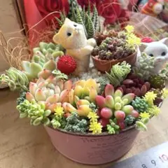 2026年最新】多肉植物 寄せ植え そのまま飾れるの人気アイテム - メルカリ