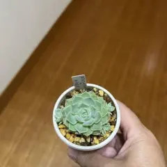 デレンベルギー×サラヒメ　多肉植物のサムネイル