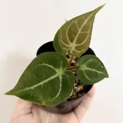 Anthurium AOS✖️RVDP斑入り - メルカリ