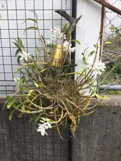 セロジネ（インターメディア）ヘゴ棒枠組仕立て 花芽付き♪ 開花しま