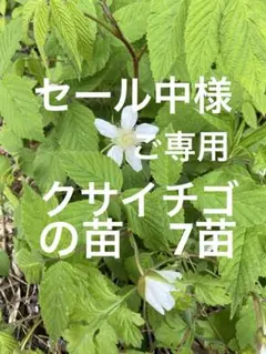 セール中様ご専用　クサイチゴの苗7苗です、農薬不使用、草イチゴ、木苺、ラズベリー