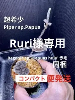 専用　希少❣️Piper sp. Carranglan ピペルカラングラン 2026年最新】ピペルの人気アイテム - メルカリ