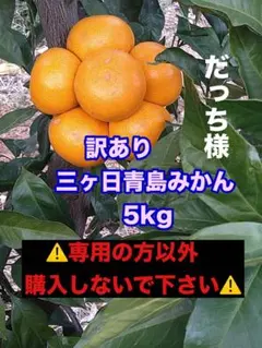★だっち様★訳あり三ヶ日青島みかん 5kg