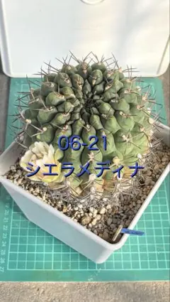ギムノカリキウム インターテツクム 古株 コレクション株 5号ブラック