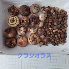 にゃん様専用ページです　球根と木子　グラジオラスの花