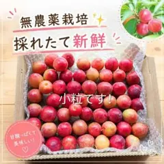 無農薬栽培　採れたて新鮮　すもも(約1kg)のサムネイル