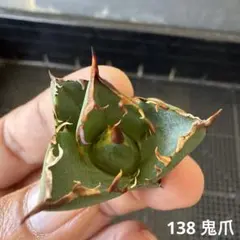 138 鬼爪　アガベ　チタノタのサムネイル