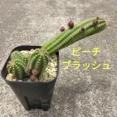 花ねこ様 リクエスト 2点 まとめ商品