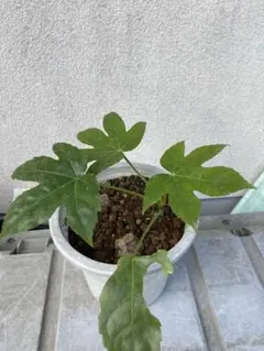 ✧︎nonotaro✧︎様 リクエスト 3点 まとめ商品