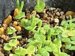 2026年最新】メストクレマ ツベローサムの人気アイテム - メルカリ