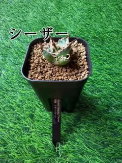【子株】アガベ チタノタ シーザー c4のサムネイル