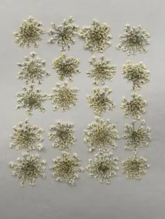 押し花素材パック　レースフラワー（ホワイト）20個入 No1025