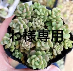 わ様専用です(*^^*)