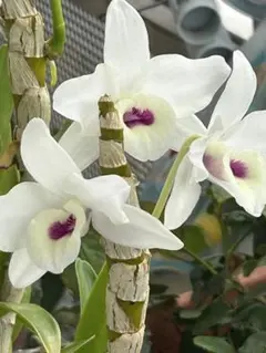 2026年最新】デンドロビューム苗の人気アイテム - メルカリ