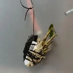 2026年最新】野生蘭の人気アイテム - メルカリ