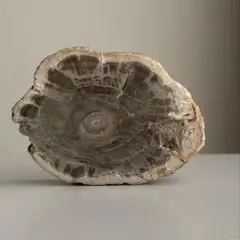 ペトリ 珪化木 天然石 ミニトレー