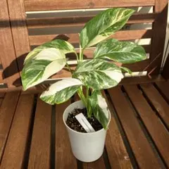 2025年最新】モンステラ 苗の人気アイテム - メルカリ