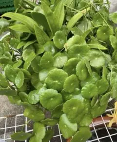 수생식물, 물주화, 물버섯, 비오톱, 30종 이상