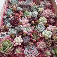 【44】多肉植物 カット苗詰め合わせ 寄せ植えセット■SALE■