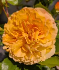 seishu様 リクエスト 2点 まとめ商品