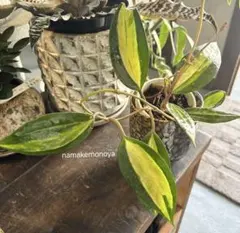 レア　ホヤ　Hoya dolicosparte サクララン レア ホヤ Hoya dolicosparte サクララン - メルカリ