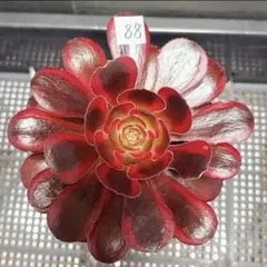 25#多肉植物アエオニウム錦❤️銅花順錦❤️1大頭12cm拔き苗 - メルカリ