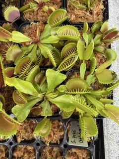 ハエトリソウ Phalanx 鉢植えのまま発送 まとめ買い送料分割引 - メルカリ