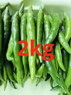 新鮮野菜 辛い青唐辛子 3kg 収獲後発送 - メルカリ