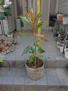 タイサンボクケイ ケイパレス 常緑樹 約50cm 光沢のある葉 - メルカリ