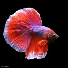 ぷっちょ様 専用(*^^*)