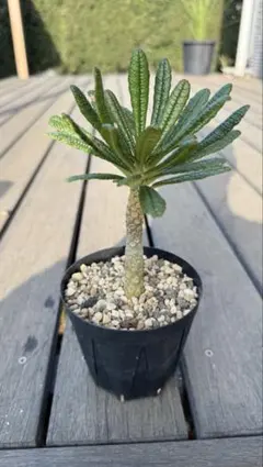 【画像更新】ドルステニアギガス 実生 塊根植物 メルカリ便発送 2025年最新】ドルステニア ギガス 実生の人気アイテム - メルカリ