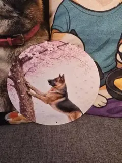 メタルサイン 犬 ペット　ジャーマン・シェパード・ドッグ　さくら ブリキ看板