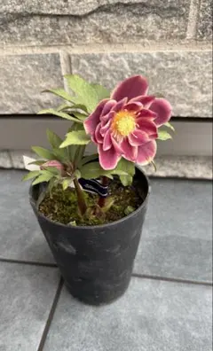 2026年最新】広瀬園芸 ソレイユの人気アイテム - メルカリ