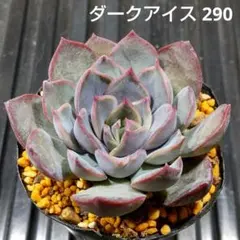 ダークアイス 290 エケベリア 多肉植物 抜き苗