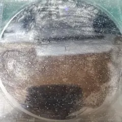 Item thumbnail for item 07574f37-e8c8-496d-b4d5-50fc3174a883