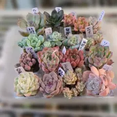 韓国苗エケベリア多肉植物 16鉢セット