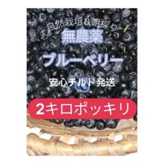 農家直送＝自然栽培ブルーベリー2キロポッキリ初出荷記念安心チルド発送のサムネイル
