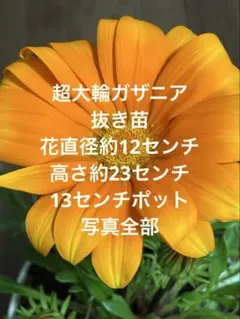 柴犬りんこ°ʚ(*´꒳`*)ɞ°.様 リクエスト 5点 まとめ商品